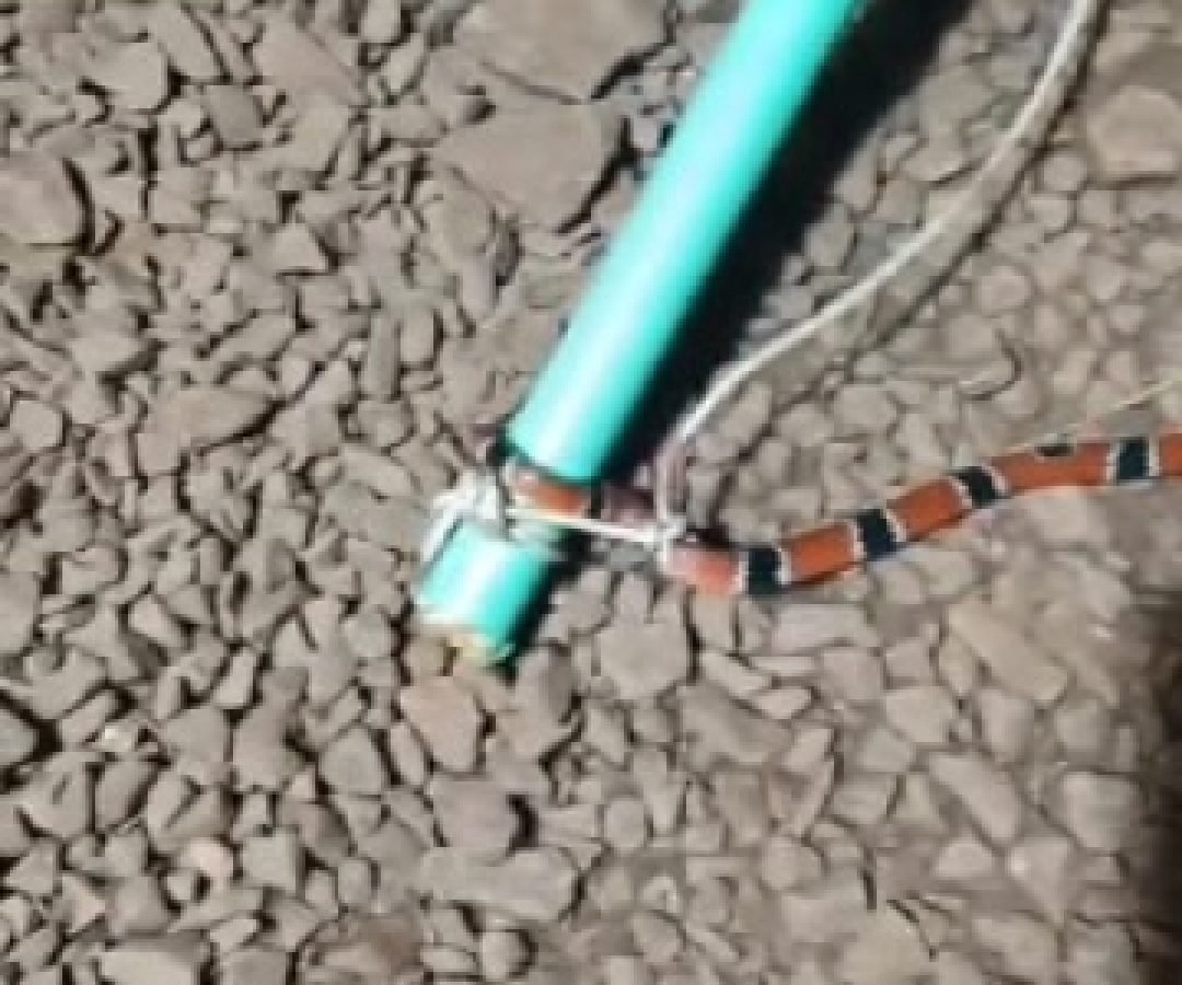 Vídeos mostram aumento de cobras em Santa Tereza do Oeste