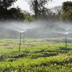Frio e geadas exigem atenção no plantio de mudas, alerta Instituto Água e Terra