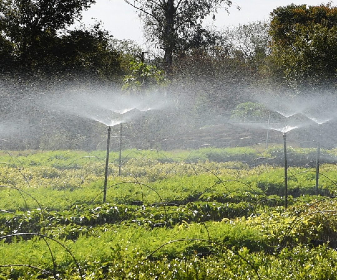Frio e geadas exigem atenção no plantio de mudas, alerta Instituto Água e Terra