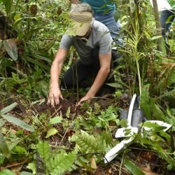 Plantio de mudas, trilha sensorial e mutirão agitam a Semana do Meio Ambiente