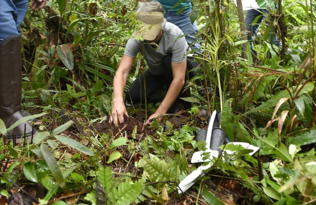 Plantio de mudas, trilha sensorial e mutirão agitam a Semana do Meio Ambiente