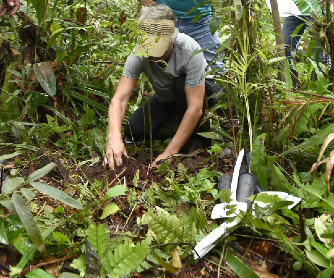 Plantio de mudas, trilha sensorial e mutirão agitam a Semana do Meio Ambiente
