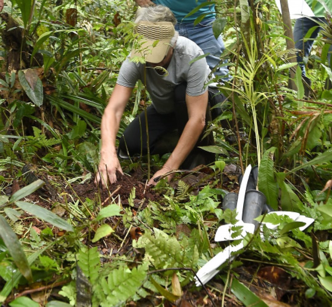 Plantio de mudas, trilha sensorial e mutirão agitam a Semana do Meio Ambiente