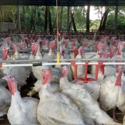 Paraná registra salto nas exportações de carne de peru e receita cresce mais de 100%, aponta Deral