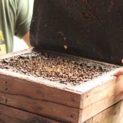 Abelhas sem ferrão transformam escolas do Paraná em laboratórios ambientais