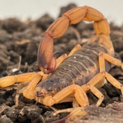 Estado mantém orientações e alerta para prevenção de acidentes com escorpiões