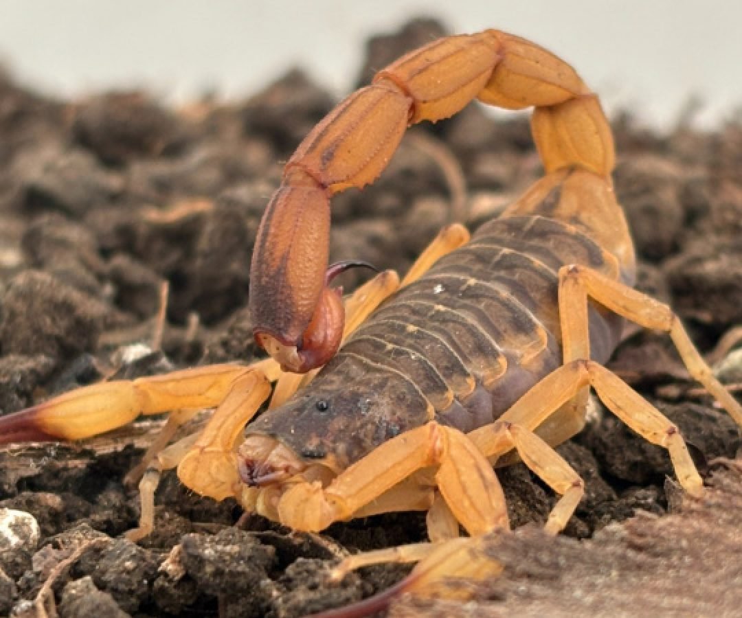 Estado mantém orientações e alerta para prevenção de acidentes com escorpiões