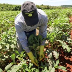 Coopera Paraná consolida sua maior edição com 220 projetos na fase preliminar de seleção