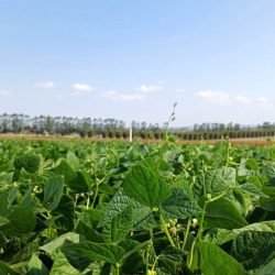 Qualidade e produtividade: IDR-Paraná lança cultivar de feijão em Ponta Grossa na quinta-feira