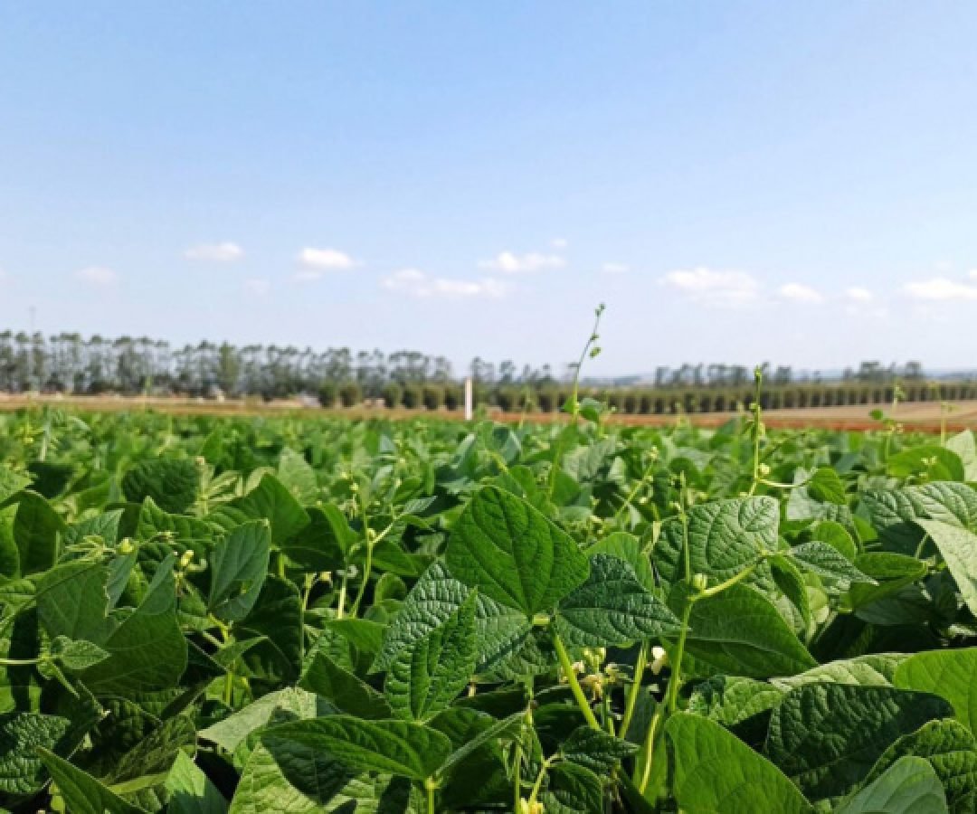 Qualidade e produtividade: IDR-Paraná lança cultivar de feijão em Ponta Grossa na quinta-feira