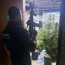 PCPR localiza laboratório de cultivo de maconha em Curitiba e prende três pessoas