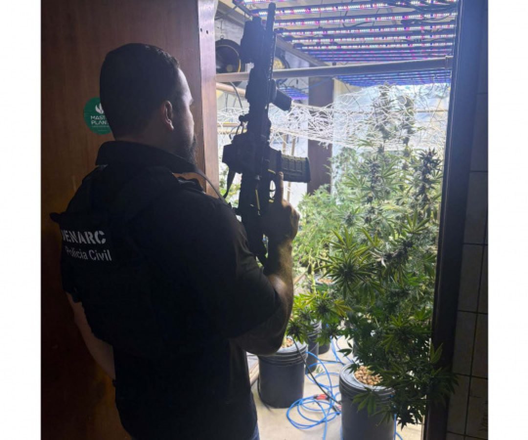 PCPR localiza laboratório de cultivo de maconha em Curitiba e prende três pessoas