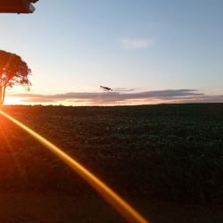 Colégio agrícola do Paraná investiga aliança produtiva entre apicultura e plantação de soja