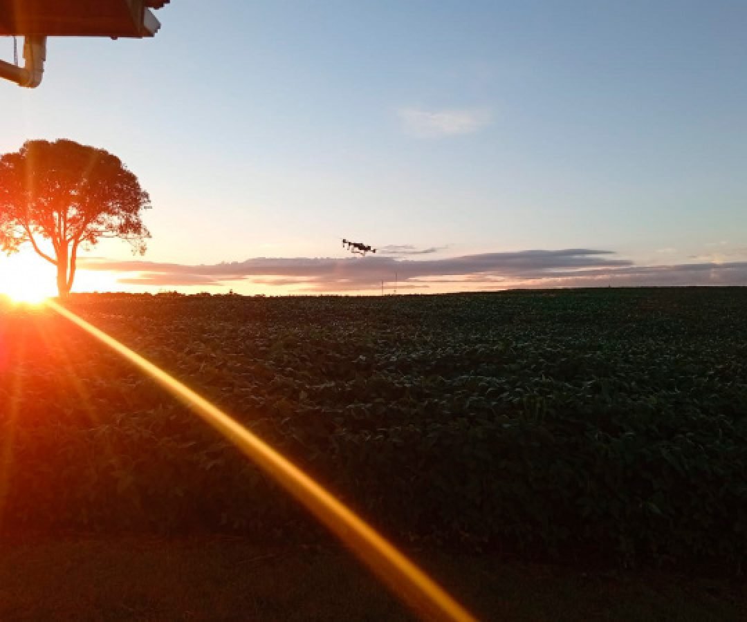 Colégio agrícola do Paraná investiga aliança produtiva entre apicultura e plantação de soja