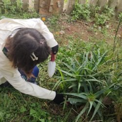 Estudantes da rede estadual se mobilizam para implantar ecoponto em São José dos Pinhais