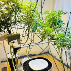 PMPR apreende plantas de maconha e balanças após denúncias em Londrina