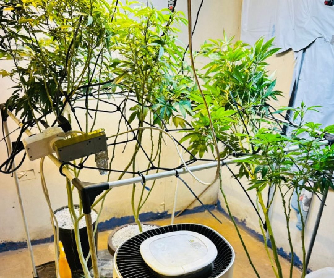 PMPR apreende plantas de maconha e balanças após denúncias em Londrina