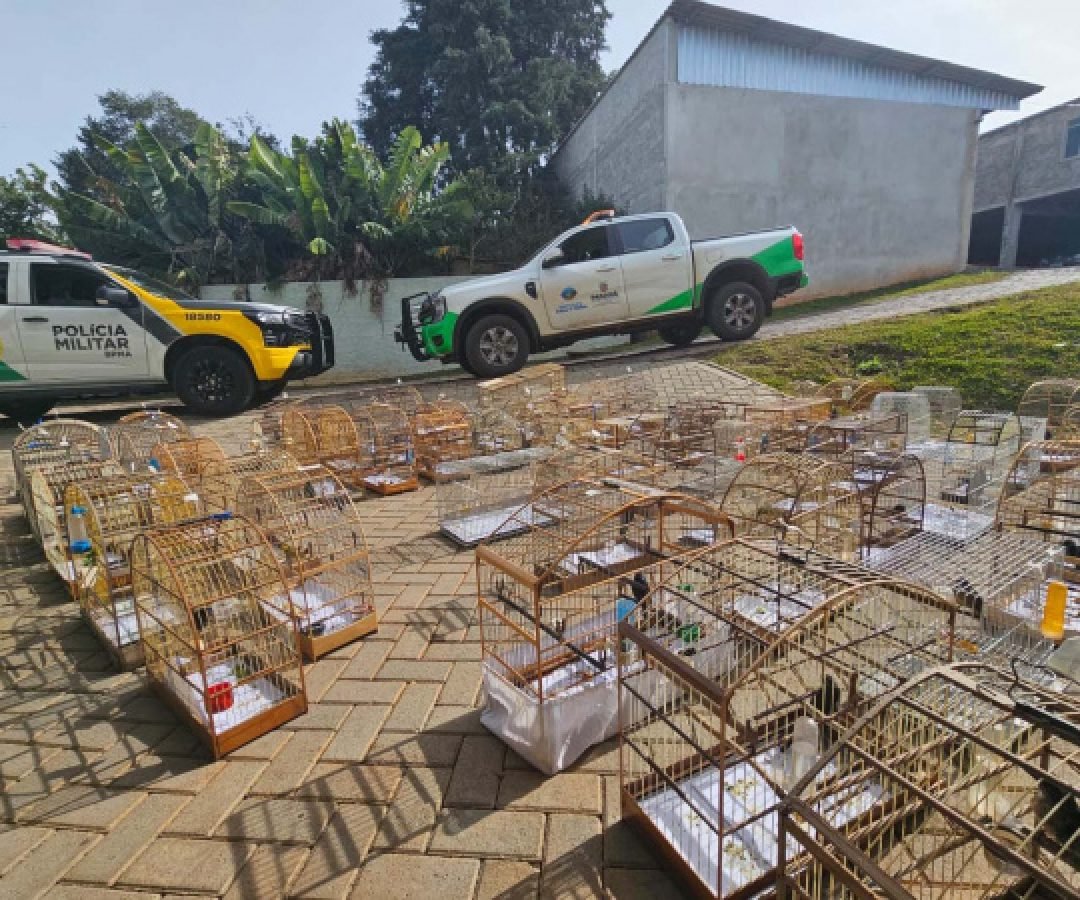 PMPR e IAT apreendem 95 aves e aplicam mais de R$ 400 mil em multas em Guarapuava