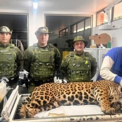 Polícia Militar do Paraná resgata onça-pintada em área residencial de Foz do Iguaçu