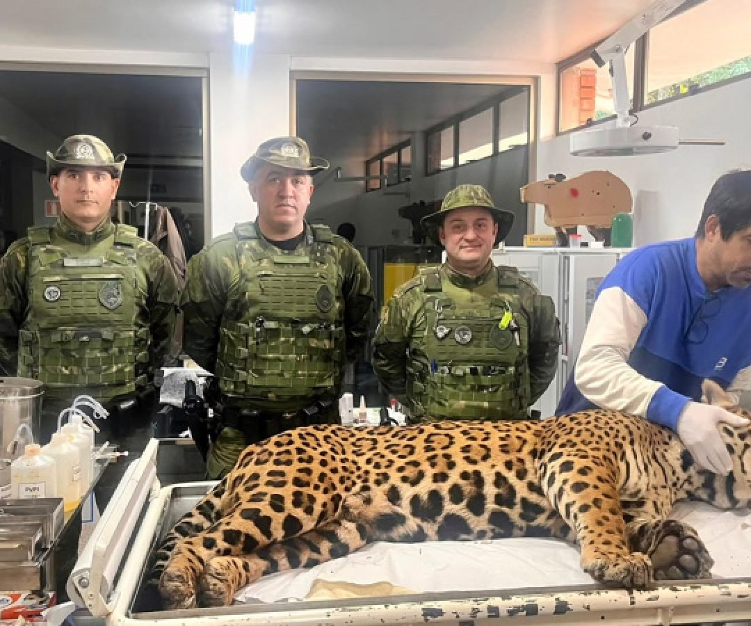 Polícia Militar do Paraná resgata onça-pintada em área residencial de Foz do Iguaçu