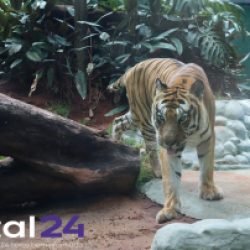 Zoológico de Cascavel abre calendário de 2026 para visitas guiadas de escolas e entidades