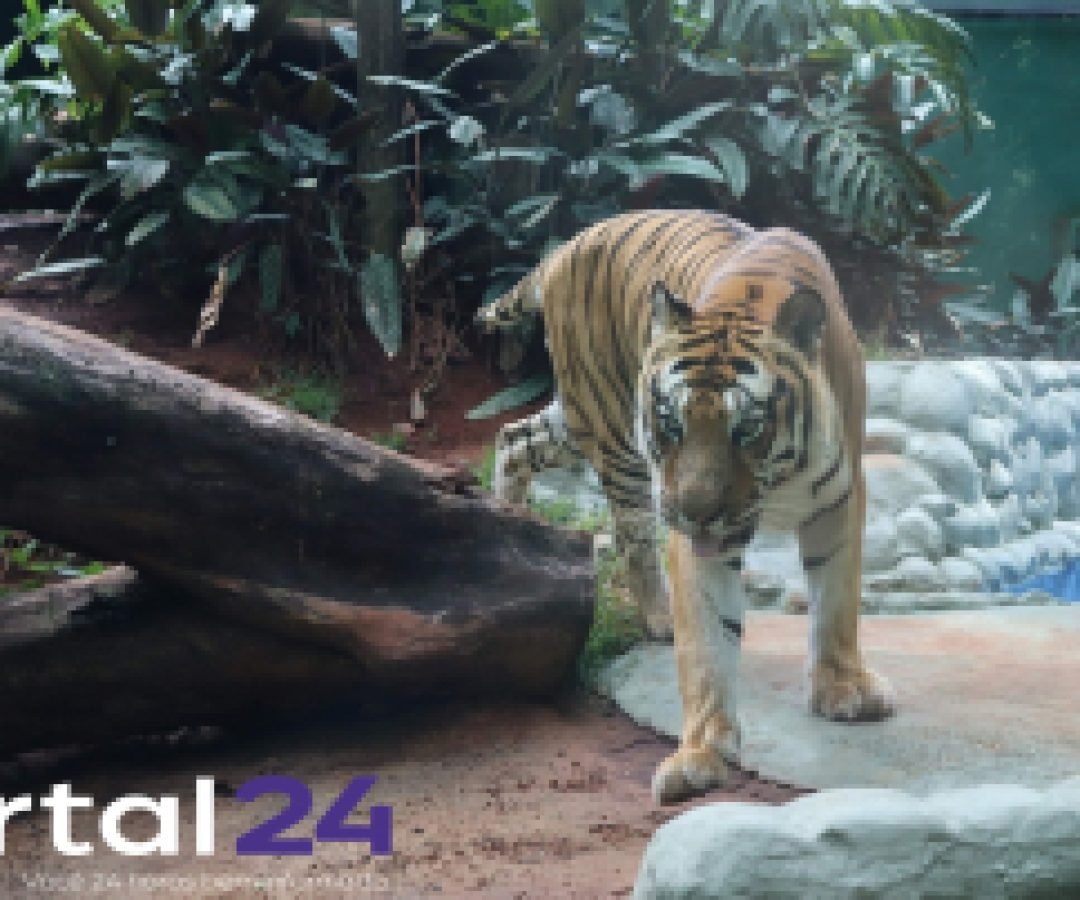 Zoológico de Cascavel abre calendário de 2026 para visitas guiadas de escolas e entidades