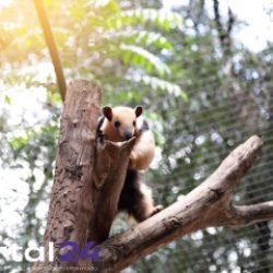 Zoológico de Cascavel amplia dias de visitação durante férias escolares