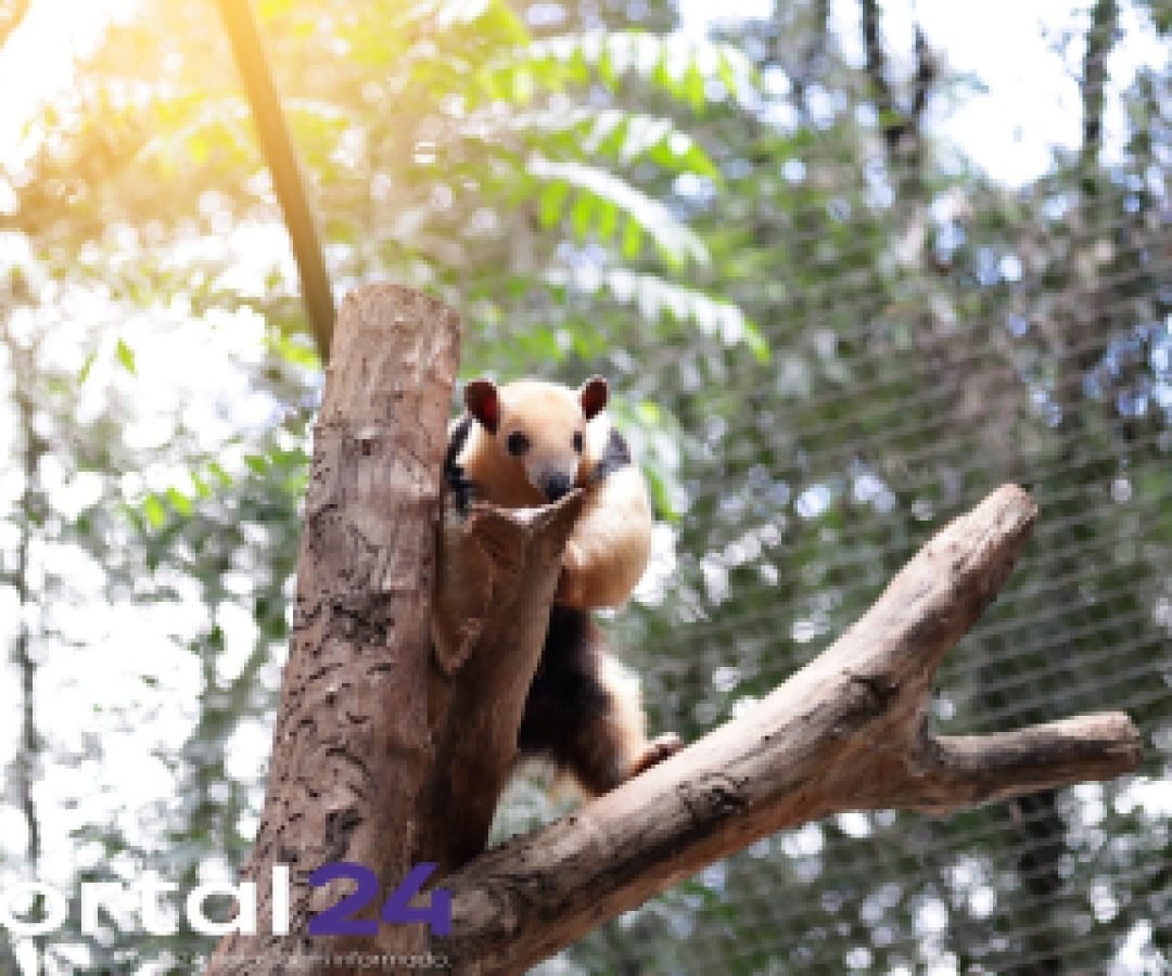Zoológico de Cascavel amplia dias de visitação durante férias escolares