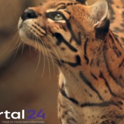 Zoológico de Cascavel conquista certificação nacional de bem-estar animal