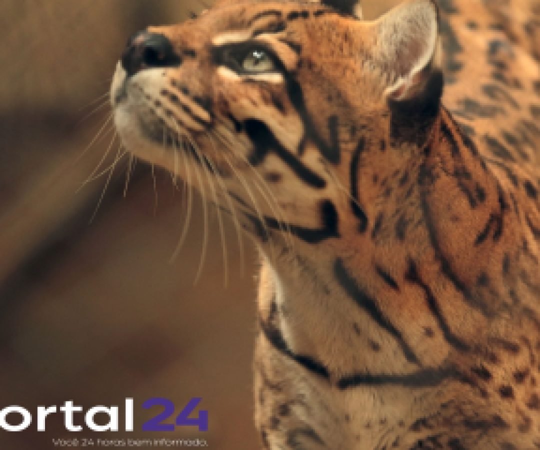 Zoológico de Cascavel conquista certificação nacional de bem-estar animal